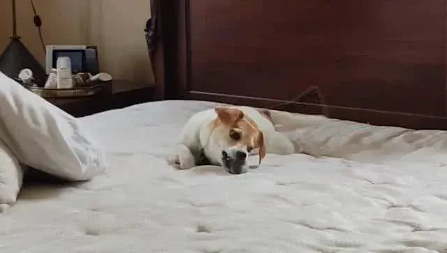 别让狗狗上床睡觉:来自宠物医生的真诚忠告