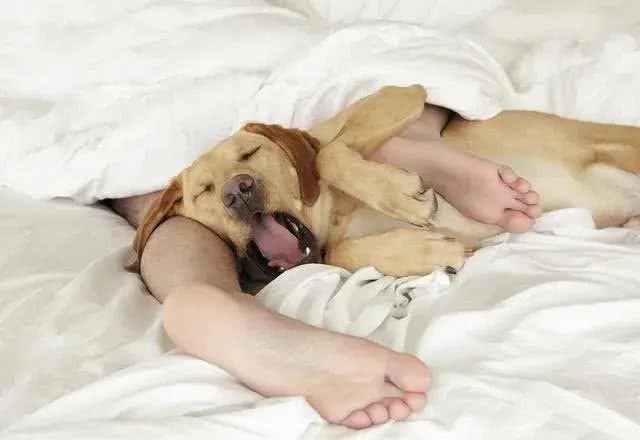 别让狗狗上床睡觉:来自宠物医生的真诚忠告