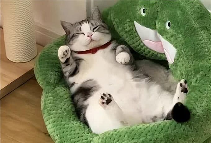 训猫良方，让猫咪乖巧又听话