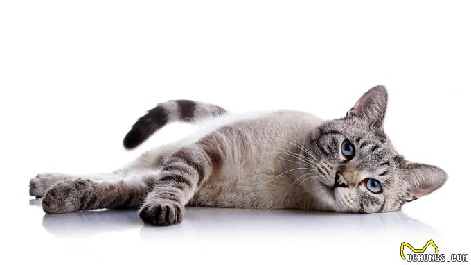 训猫良方，让猫咪乖巧又听话