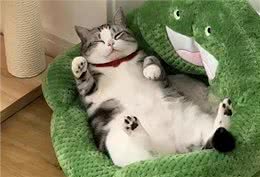 训猫良方，让猫咪乖巧又听话