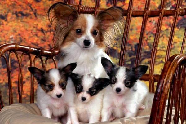 狗狗产后很虚弱，不能随便吃东西，孕期需要补足钙!