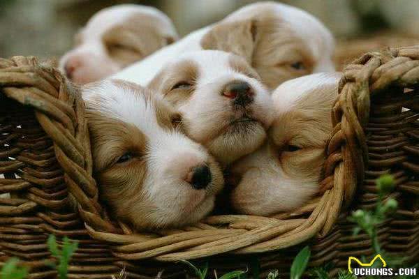 狗狗产后很虚弱，不能随便吃东西，孕期需要补足钙!