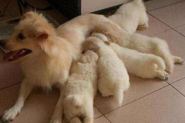 狗狗产后很虚弱，不能随便吃东西，孕期需要补足钙!