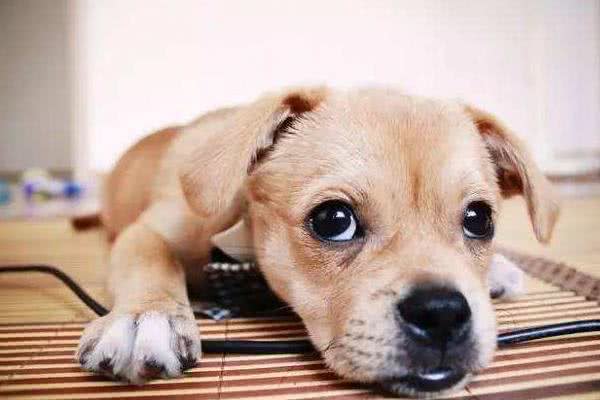 狗狗产后很虚弱，不能随便吃东西，孕期需要补足钙!