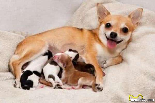 狗狗产后很虚弱，不能随便吃东西，孕期需要补足钙!