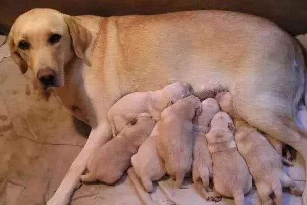 狗狗产后很虚弱，不能随便吃东西，孕期需要补足钙!