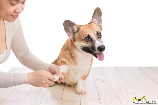 狗主人报警了，究竟是怎么回事?