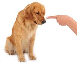 狗主人报警了，究竟是怎么回事?