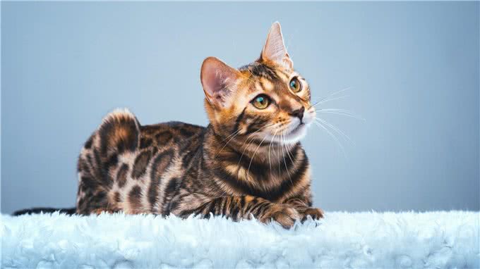 养纯种猫还是混血猫?