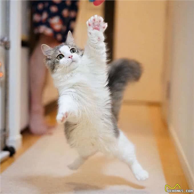 养纯种猫还是混血猫?