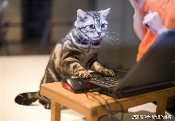 养纯种猫还是混血猫?
