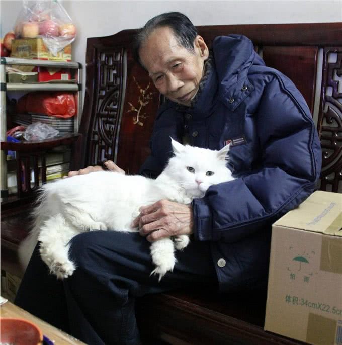 养纯种猫还是混血猫?