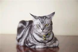 养纯种猫还是混血猫?