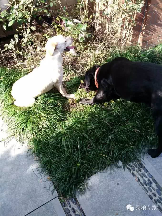 适合家庭寄养和乐园寄养的狗狗，如何选择寄养地点1