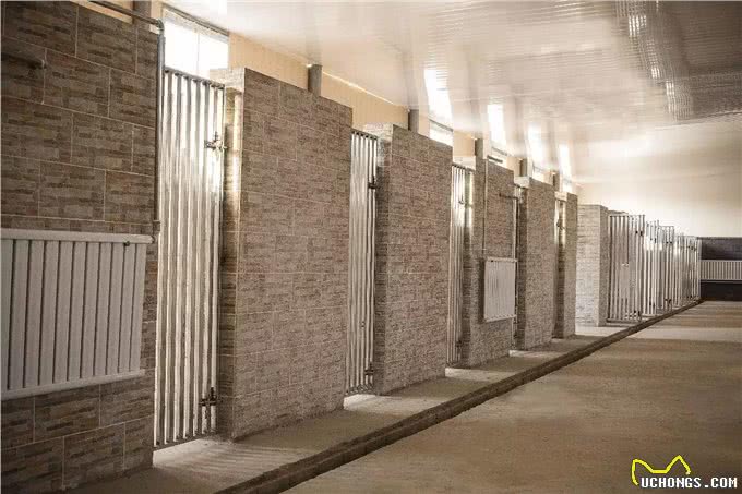 适合家庭寄养和乐园寄养的狗狗，如何选择寄养地点1