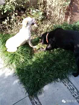 适合家庭寄养和乐园寄养的狗狗，如何选择寄养地点1