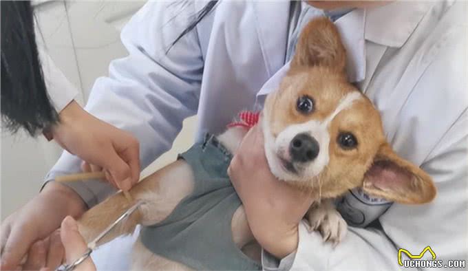 养狗一年积累的经验，做到这3点能解决好多麻烦，狗狗又乖又健康