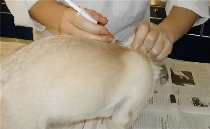 养狗一年积累的经验，做到这3点能解决好多麻烦，狗狗又乖又健康