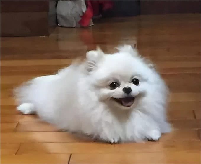 养狗一年积累的经验，做到这3点能解决好多麻烦，狗狗又乖又健康