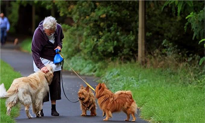 养狗一年积累的经验，做到这3点能解决好多麻烦，狗狗又乖又健康