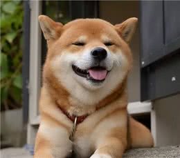 养狗一年积累的经验，做到这3点能解决好多麻烦，狗狗又乖又健康