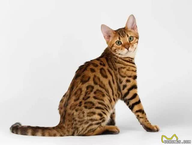 猫咪之最系列:最聪明的猫咪