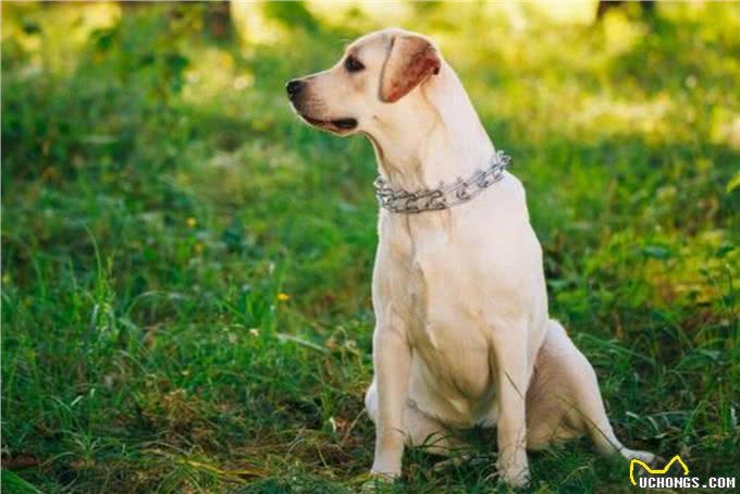 狗狗为什么要绝育?绝育的狗和不绝育的狗，区别真的很大