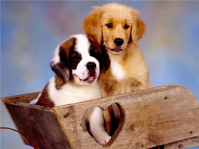 狗狗为什么要绝育?绝育的狗和不绝育的狗，区别真的很大