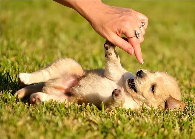 狗狗为什么要绝育?绝育的狗和不绝育的狗，区别真的很大