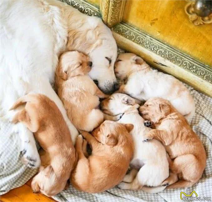 狗狗为什么要绝育?绝育的狗和不绝育的狗，区别真的很大