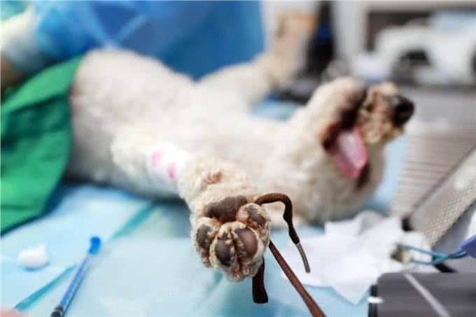 狗狗为什么要绝育?绝育的狗和不绝育的狗，区别真的很大