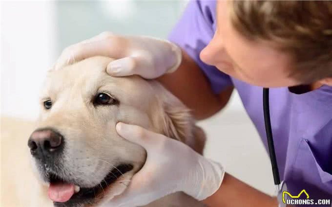 狗狗为什么要绝育?绝育的狗和不绝育的狗，区别真的很大