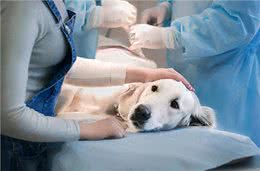 狗狗为什么要绝育?绝育的狗和不绝育的狗，区别真的很大