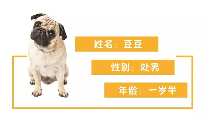 猫狗玩具大比拼，哪个能让你家的主子欲罢不能?