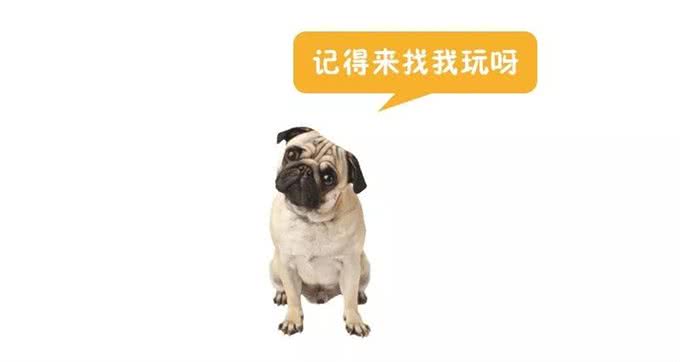 猫狗玩具大比拼，哪个能让你家的主子欲罢不能?