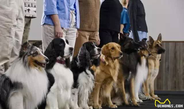 训犬真的很简单，您需要做的就是给狗狗好吃的食物和表扬就可以