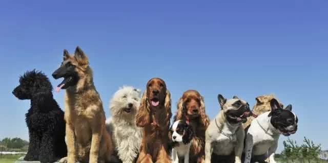 训犬真的很简单，您需要做的就是给狗狗好吃的食物和表扬就可以