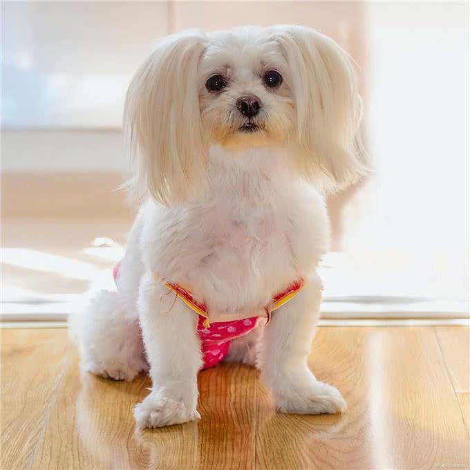 你知道狗狗为什么会患抑郁症吗