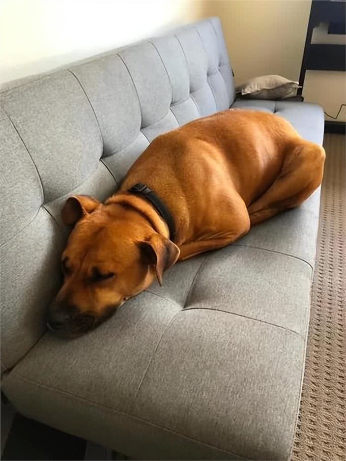 你知道狗狗为什么会患抑郁症吗