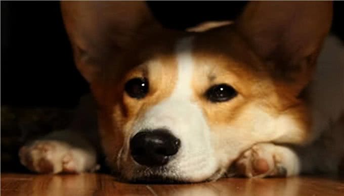 你知道狗狗为什么会患抑郁症吗