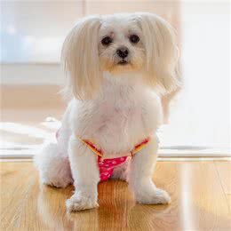 你知道狗狗为什么会患抑郁症吗