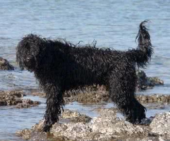 地球上10大中型犬，第六中国沙皮犬，第一可全天候工作