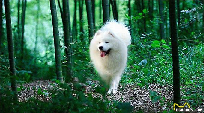 地球上10大中型犬，第六中国沙皮犬，第一可全天候工作