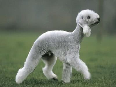 地球上10大中型犬，第六中国沙皮犬，第一可全天候工作