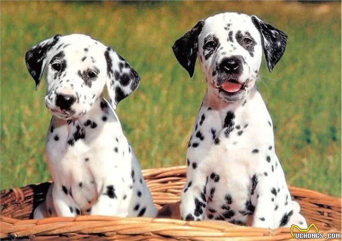 地球上10大中型犬，第六中国沙皮犬，第一可全天候工作