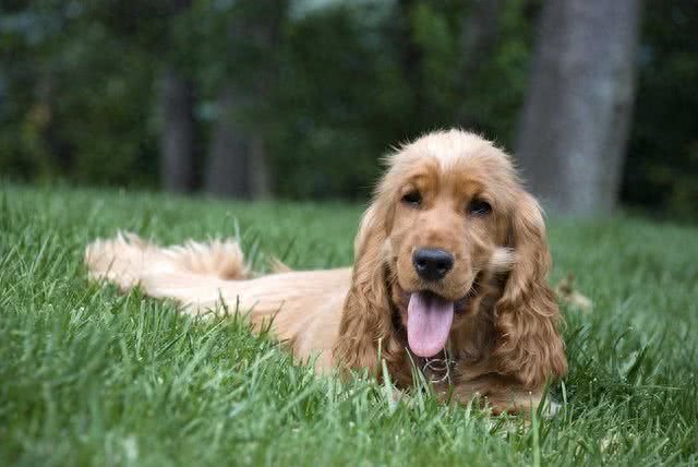 地球上10大中型犬，第六中国沙皮犬，第一可全天候工作