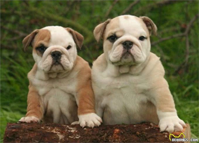 地球上10大中型犬，第六中国沙皮犬，第一可全天候工作