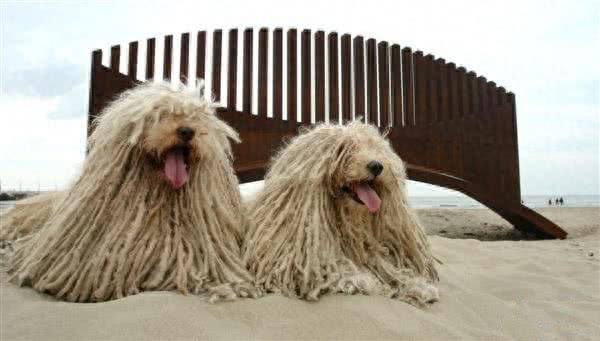 地球上10大中型犬，第六中国沙皮犬，第一可全天候工作