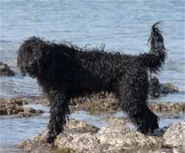 地球上10大中型犬，第六中国沙皮犬，第一可全天候工作